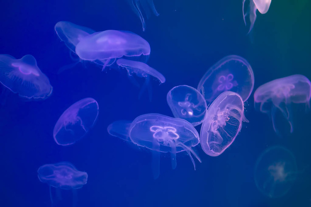 Jellyfish under water illuminated with pink light - Foto, Imagen