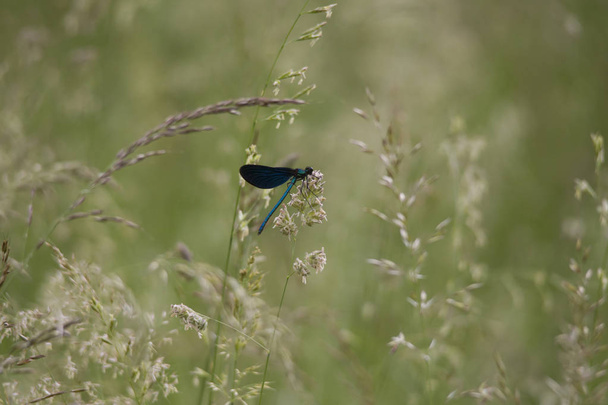 Mavi kanatlı telli bir çayır çimen poleni taşıyan bir arı polen önümüzdeki on oturuyor - Fotoğraf, Görsel