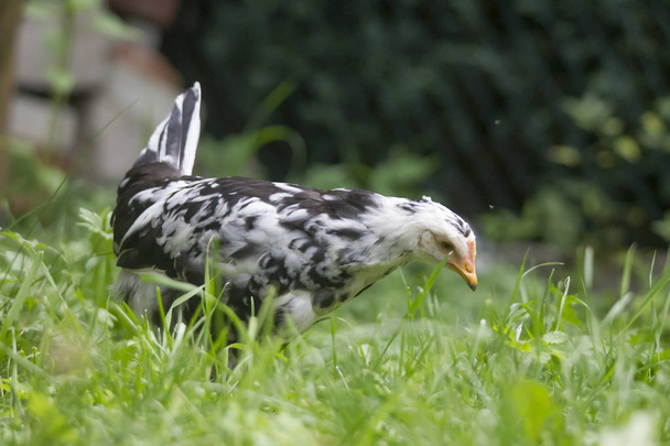 Курица ходит по зеленой траве в сельской местности
 - Фото, изображение