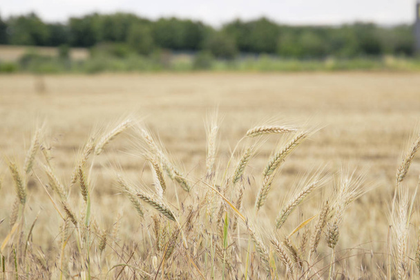 Sklizené pšeničná pole pod zamračenou oblohou - Fotografie, Obrázek