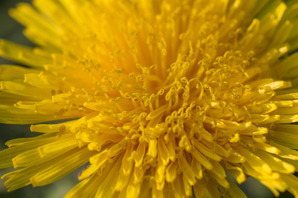 Mooie bloem close-up shot - Foto, afbeelding