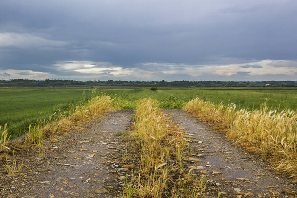 Field path with yellow grass tufts in front of a cloudy landscape in the Italian Tuscany - Photo, Image