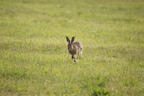 若いウサギは緑の刈った牧草地をホッピングします。 - 写真・画像