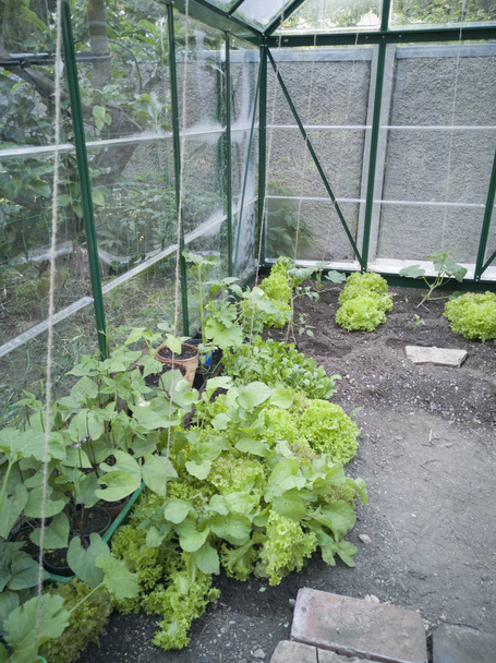 Estufa com salada e legumes jovens recém-plantados
 - Foto, Imagem