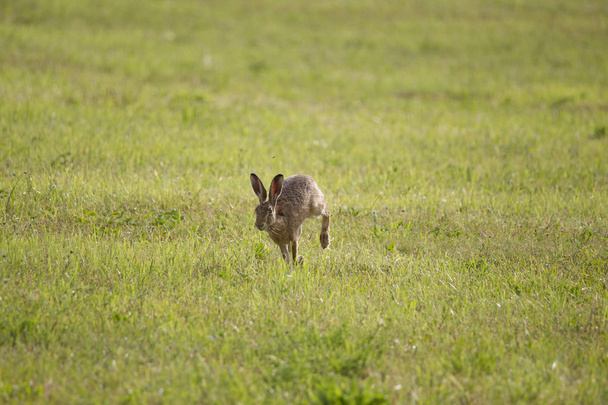 Un jeune lièvre saute par-dessus un pré vert fauché
 - Photo, image