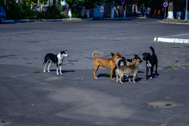 Manada de perros callejeros sin hogar en una calle de la ciudad
 - Foto, imagen