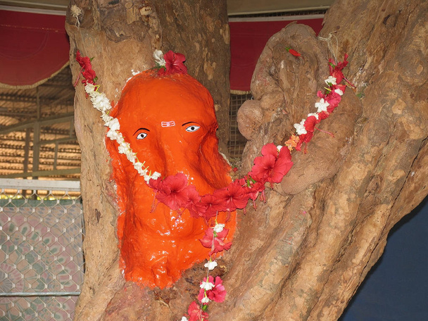 Avalitala Ganapati, forme de Dieu Gajanana naturellement formé dans la partie tronc d'arbre Emblica, Phyllanthus acidus, starberry, Pawas, Ratnagiri, Maharashtra, Inde
 - Photo, image