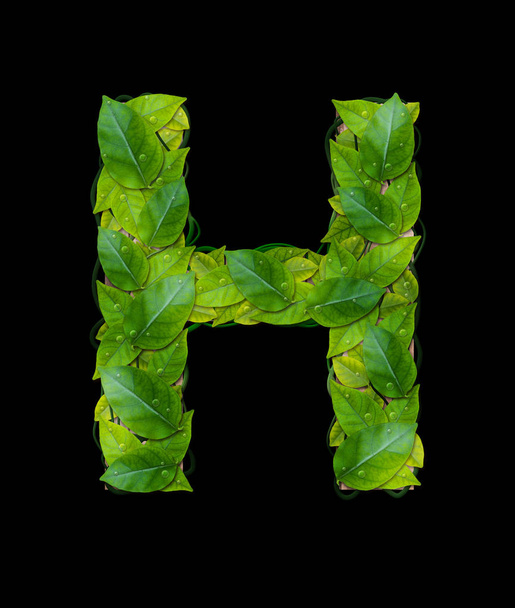 Alphabet letters from leaves "H" isolate on black background with clipping path - Zdjęcie, obraz
