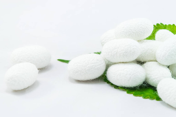 white silk cocoon with mulberry leaf on white background - Photo, Image