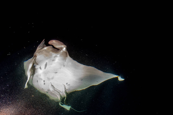 Manta comiendo krill plancton por la noche
 - Foto, imagen