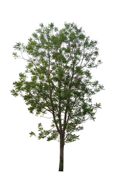 Δέντρο που απομονώνονται σε λευκό φόντο, μπορεί να χρησιμοποιηθεί ένα δέντρο για την συναρμολόγηση μέρος σας σχέδια ή εικόνες - Φωτογραφία, εικόνα