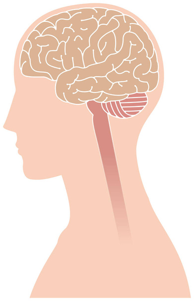 Зображення зображення мозку
 - Вектор, зображення