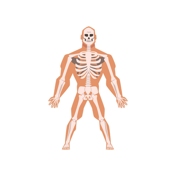 人間の生物学的骨格系、白地に人体ベクトル図の解剖学 - ベクター画像