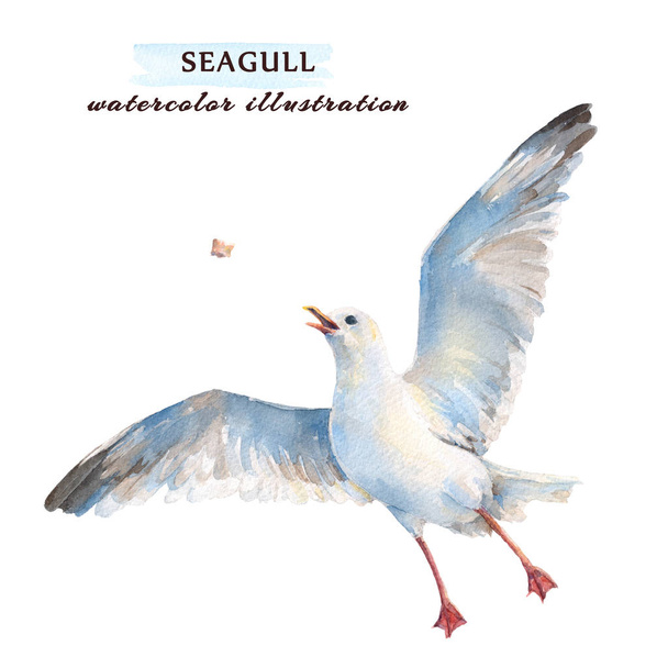 Flying seagull catching his food in the air. Watercolor illustration, isolated on a white background. - Photo, Image