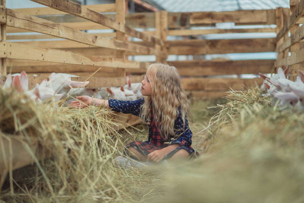 smiling kid touching goats through fence in stable - Foto, Bild