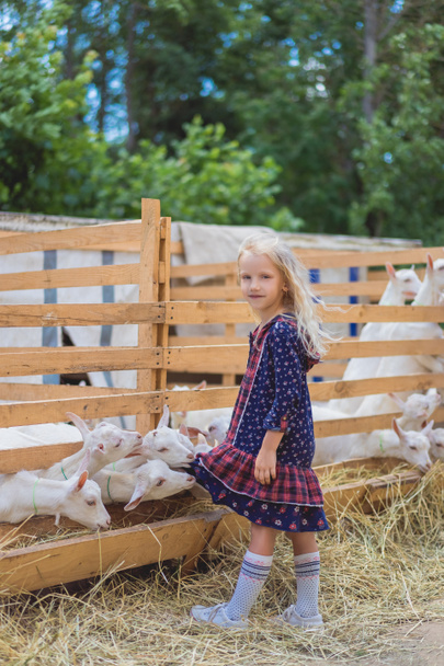 small goats biting kids dress at farm - Φωτογραφία, εικόνα