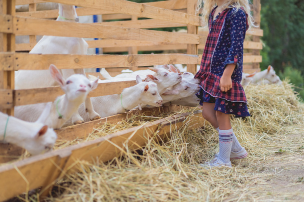 cropped image of goats biting kids dress at farm - Фото, изображение