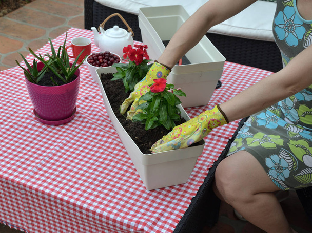 Femme rempotage fleurs rouges sur une table de jardin
 - Photo, image