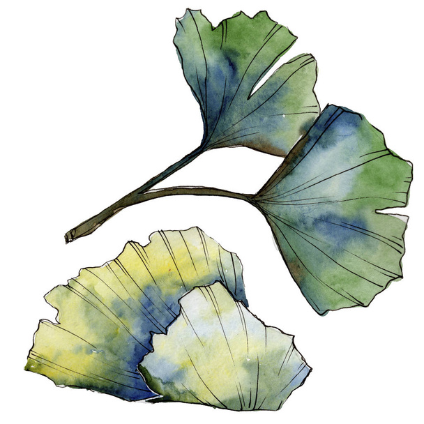 Grüner Blatt-Ginkgo. Blattpflanze botanischer Garten florales Laub. isoliertes Illustrationselement. - Foto, Bild