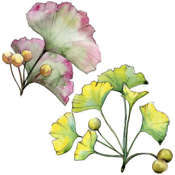 Green leaf ginkgo. Leaf plant botanical garden floral foliage. Isolated illustration element. - Foto, Imagem