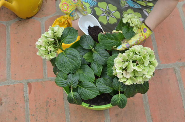 Vrouw waardegevende bestanddelen bodem toe te voegen in een pot met weelderige bloemen in een groene pot - Foto, afbeelding