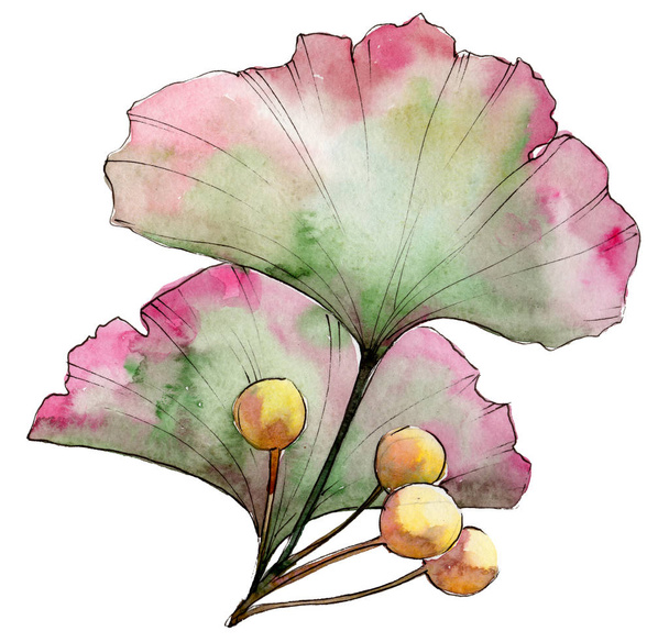 Πράσινα φύλλα ginkgo. Φύλλο φυτού Βοτανικός Κήπος floral φύλλωμα. Απομονωμένη εικονογράφηση στοιχείο. - Φωτογραφία, εικόνα