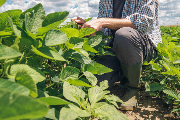 Farm worker controls development of soybean plants. Agronomist checking soya bean crops growing in the field. - Фото, изображение