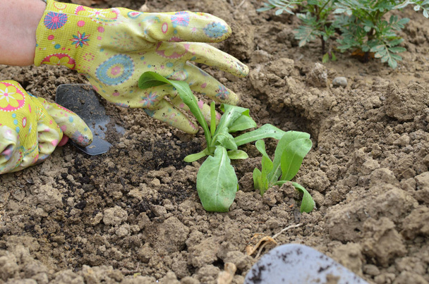 Mains dans les gants de jardin planter une plante dans un sol de jardin - vue sur le dessus
 - Photo, image