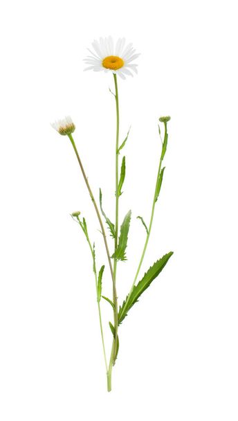 Plants on a white background isolated for insertion into the design template. Medicinal plant. - Valokuva, kuva