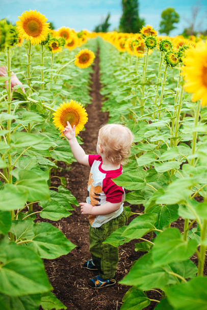 Cute child  with blond curly hair  with sunflower in summer sunflower field on sunset. Kids happiness concept - Fotoğraf, Görsel