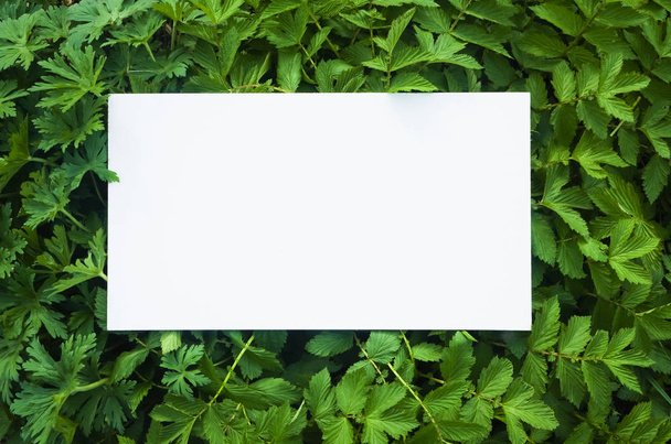 Empty open notebook surrounded with  green fresh leaves. empty Space for inscription. Top view. - 写真・画像