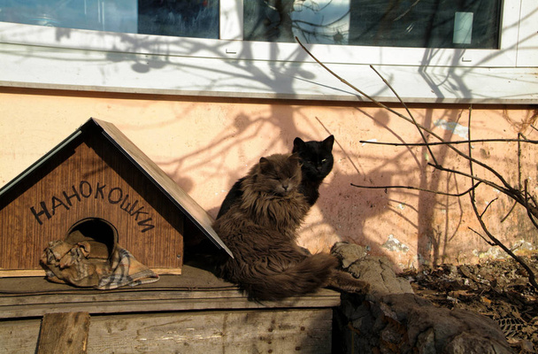 Macskák biztonsági őrök ipari övezetében - Fotó, kép