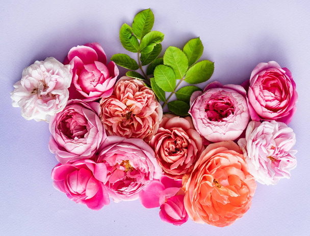 nice pink fresh roses, close up - Фото, изображение