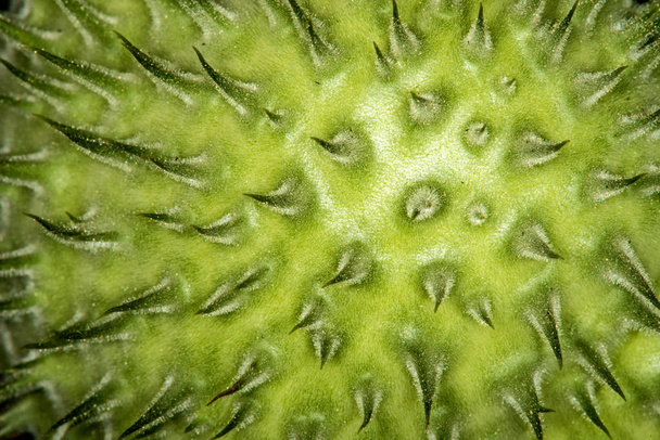 Toloache, pricklyburr, διάσημο ιερό φυτό, ακανθώδες μήλο - Φωτογραφία, εικόνα