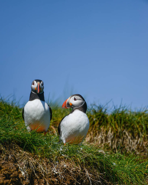 Beautiful Atlantic Puffin or Comon Puffin Fratercula Arctica in Northumberland England on bright Spring day - Photo, Image