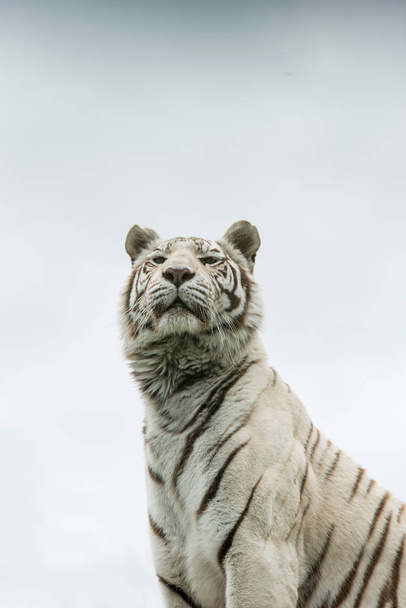 Hibrid fehér tigris Panthera Tigris vibráló táj és a lombozat lélegzetelállító portré kép - Fotó, kép