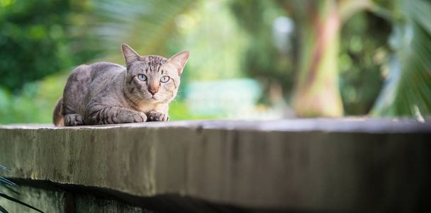 家の壁の上の猫。カメラ目線灰色の縞模様の猫. - 写真・画像
