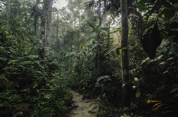 zieleń lasu tropikalnego z wiązki światła słonecznego i spacer szlakiem - Zdjęcie, obraz