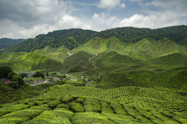 Beautiful scenery at Cameron Highlands, Malaysia with green nature tea plantation near the hill. Image contain grain, noise and soft focus due nature composition - Photo, Image