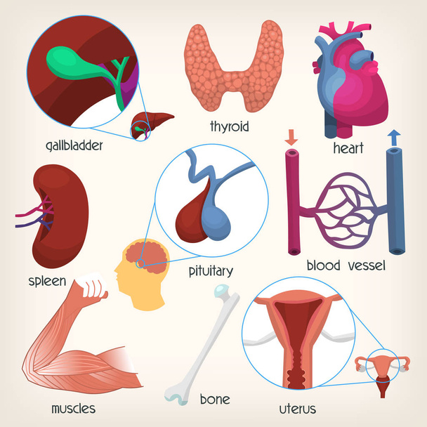 Organes du corps humain. Partie 2
 - Vecteur, image
