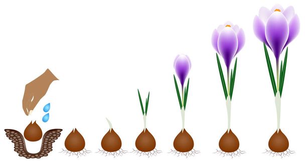 Wachstumszyklus einer Krokuspflanze isoliert auf weißem Hintergrund. - Vektor, Bild