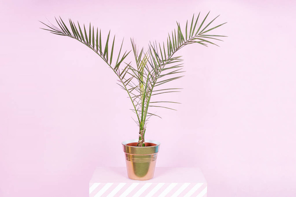 Room palm in a vase - Фото, изображение