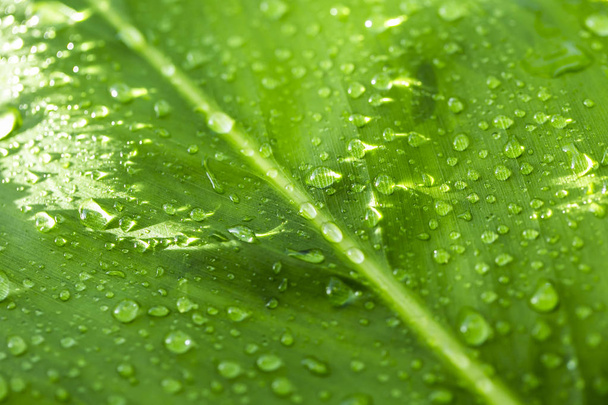 Beautiful green leaf with drops of water - Fotoğraf, Görsel