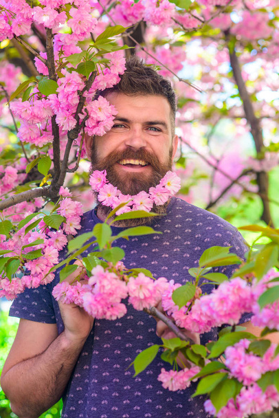 Man with beard and mustache on happy face near pink flowers. Blooming concept. Hipster enjoy spring with sakura blossom in beard. Bearded man with fresh haircut with bloom of sakura on background - Photo, Image