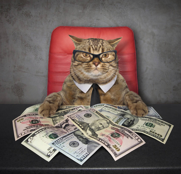 The smart cat sits at the table on which there are a lot of american dollars. - Foto, imagen