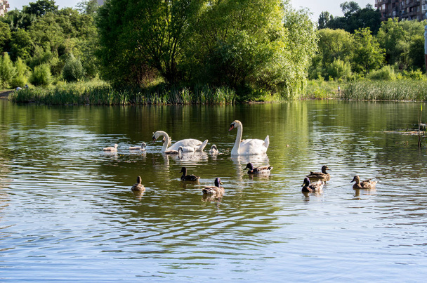 Сім'я лебедів з пташенятами і дикими качками на озері
 - Фото, зображення