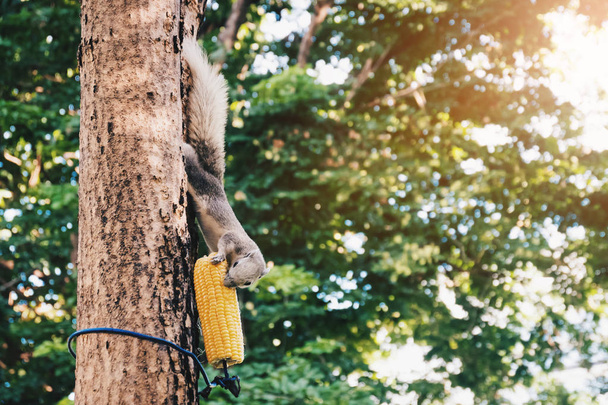 harmaa orava syö maissia puussa
 - Valokuva, kuva