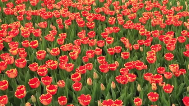tulipas - Filmagem, Vídeo
