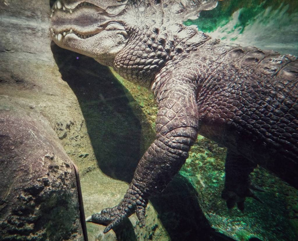 Unterwasseraufnahme eines großen Krokodils mit Details seiner Körperteile, seiner Schuppen und Kiefer mit Reißzähnen. Furchteinflößendes Tier, Raubtier, lauernd. - Foto, Bild