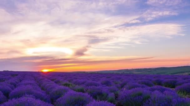 Time-lapse van zonsondergang Over een gebied van lavendel. - Video
